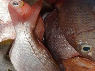 Snap Fish Solomons