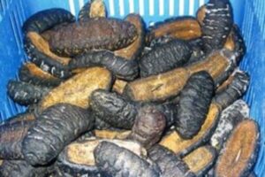 beche de mer